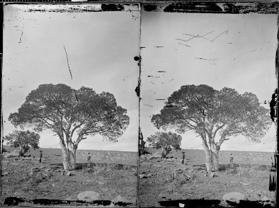 Tree - NARA - 519826