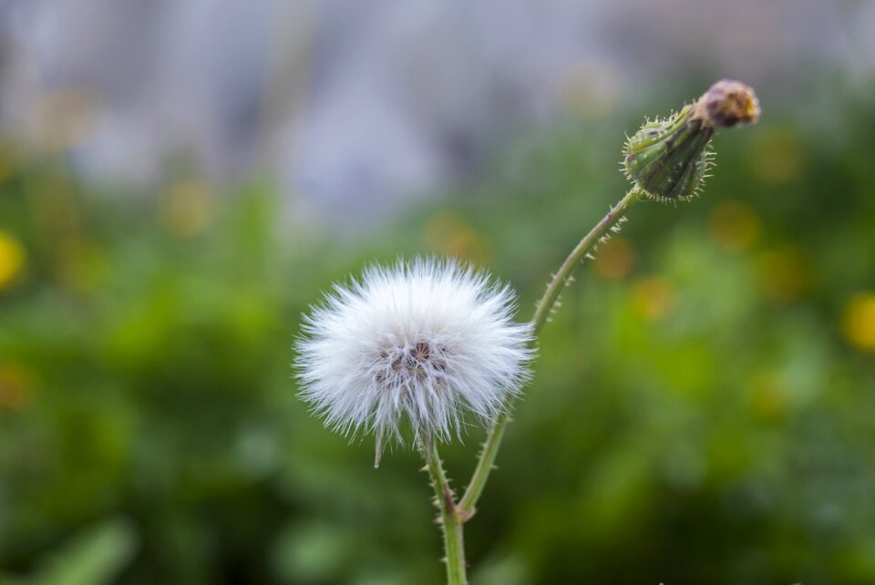 Taraxacum flower outdoors