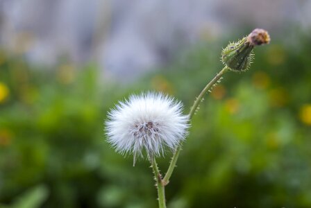 Taraxacum flower outdoors photo