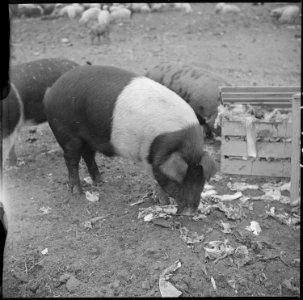 Tule Lake Relocation Center, Newell, California. A close up of hogs eating garbage at the temporar . . . - NARA - 536368