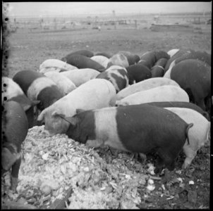 Tule Lake Relocation Center, Newell, California. A close up of hogs eating garbage at the temporary . . . - NARA - 536376