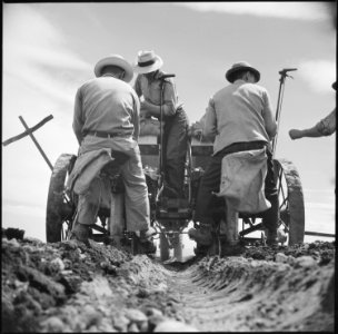 Tule Lake Relocation Center, Newell, California. A crew of evacuee farmers at work on a semi-automa . . . - NARA - 538235
