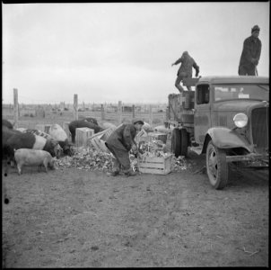 Tule Lake Relocation Center, Newell, California. A close up of a garbage truck from the center whic . . . - NARA - 536378