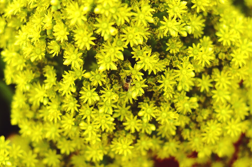 Bee nature petals