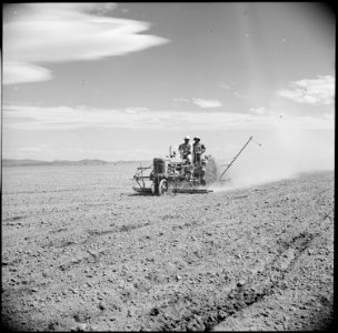 Tule Lake Relocation Center, Newell, California. A crew operating an onion planter on the evacuee f . . . - NARA - 538250