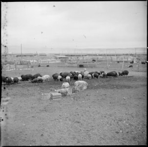 Tule Lake Relocation Center, Newell, California. A close up of hogs eating garbage at the temporar . . . - NARA - 536369