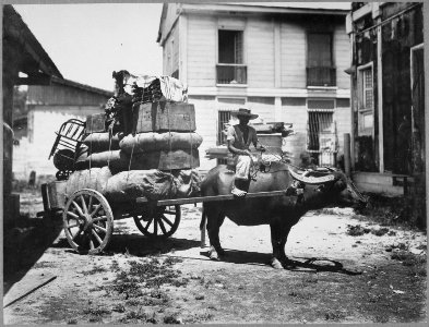 Transportation of Army supplies by Caraboo (Water ox cart) and rear of Signal corps quarters, Manila., ca. 1899 - NARA - 530694
