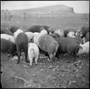 Tule Lake Relocation Center, Newell, California. A close up of hogs eating garbage at the temporary . . . - NARA - 536375