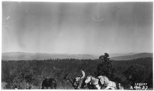 Trout Creek Country, Ochoco Forest, 1917 - NARA - 299183 photo