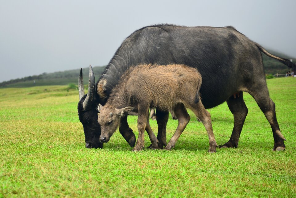Hay to field cow