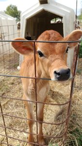 Cattle livestock cow