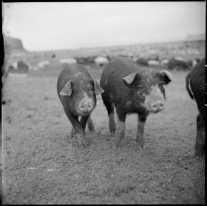 Tule Lake Relocation Center, Newell, California. A close up of hogs at the temporary location of th . . . - NARA - 536370