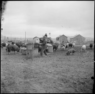 Tule Lake Relocation Center, Newell, California. A close up of evacuees feeding garbage from the ce . . . - NARA - 536374 photo