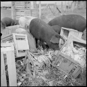 Tule Lake Relocation Center, Newell, California. A close up of hogs eating garbage at the temporary . . . - NARA - 536372