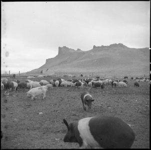 Tule Lake Relocation Center, Newell, California. A close up of hogs feeding at the temporary locati . . . - NARA - 536364