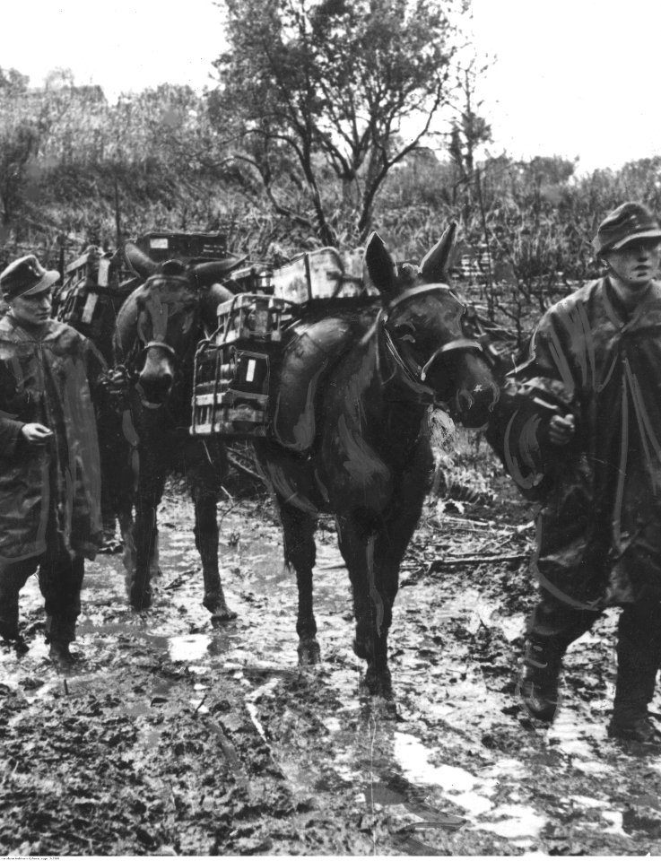 Transport zaopatrzenia dla żołnierzy niemieckich na froncie pod Nettuno- Anzio (2-2389)