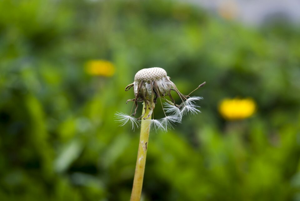 Lawn plant outdoors