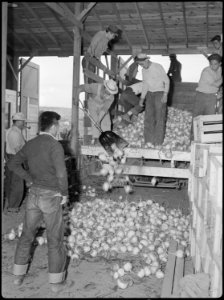 Tule Lake Relocation Center, Newell, California. A truck load of turnips from the field, being unlo . . . - NARA - 538366