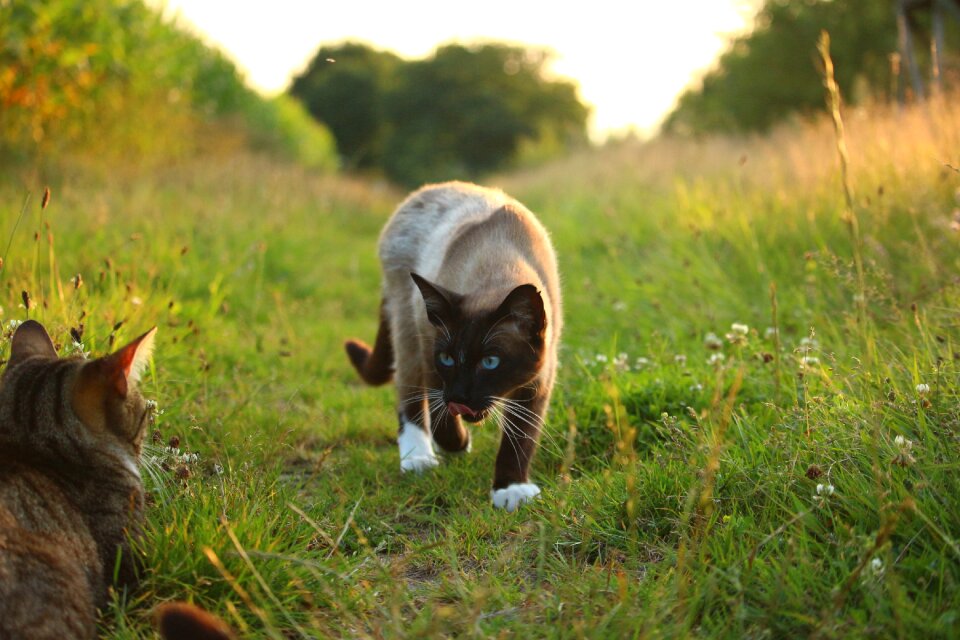 Siam siamese animal