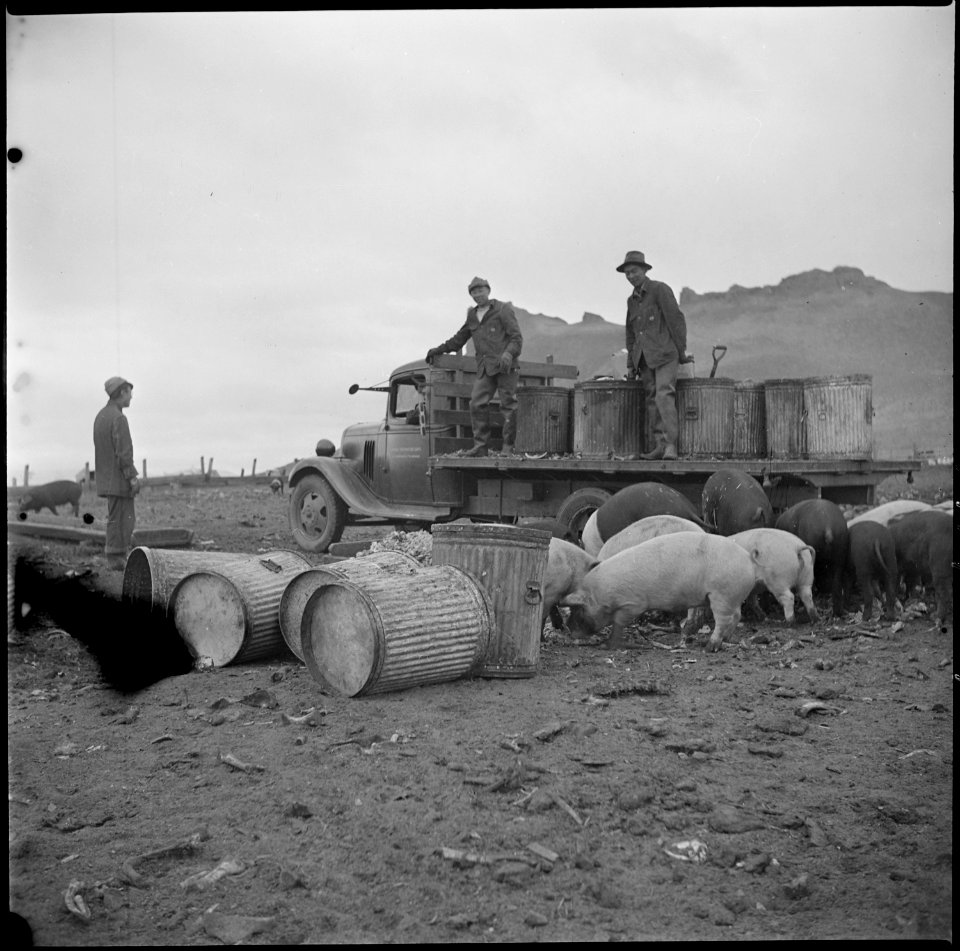 Tule Lake Relocation Center, Newell, California. A view of hogs at the temporary hog farm at this r . . . - NARA - 536377