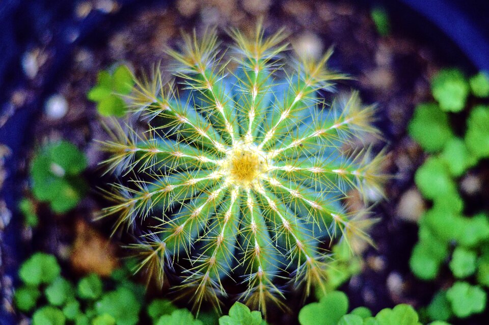 Green nature pot