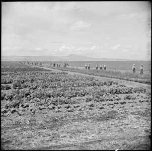 Tule Lake Relocation Center, Newell, California. A view of the farm at this relocation center, show . . . - NARA - 538351