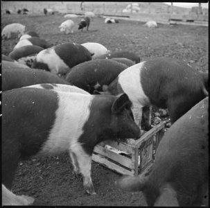 Tule Lake Relocation Center, Newell, California. A view of hogs on the temporary hog farm at this r . . . - NARA - 536365