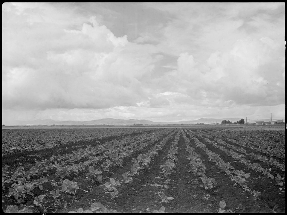 Tule Lake Relocation Center, Newell, California. A view of the farm at this relocation center, show . . . - NARA - 538374