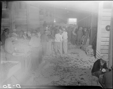 Tule Lake Relocation Center, Newell, California. A view showing evacuee farmers cutting seed potato . . . - NARA - 538229