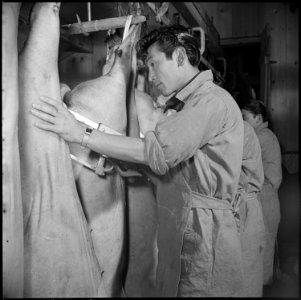 Tule Lake Relocation Center, Newell, California. A view in the slaughter house and butcher shop. H . . . - NARA - 536905 photo