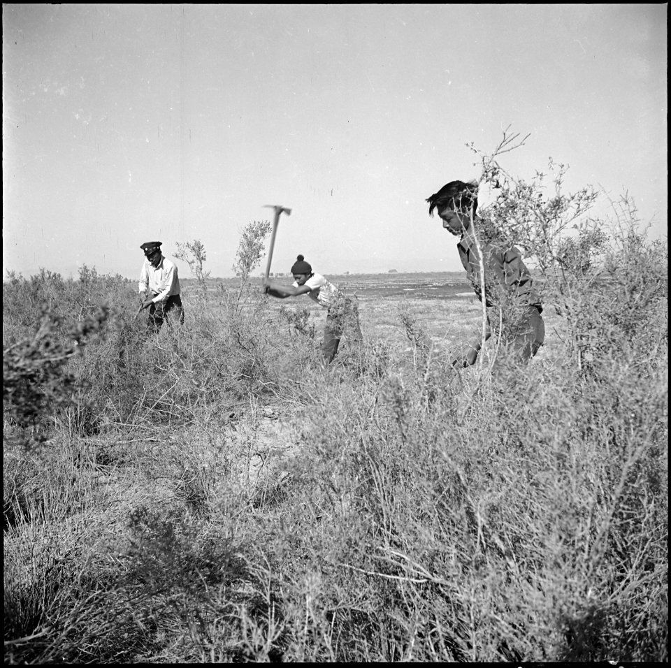 Topaz, Utah. Volunteer workers clearing sagebrush and wild guayule from a section of the lands of t . . . - NARA - 538665