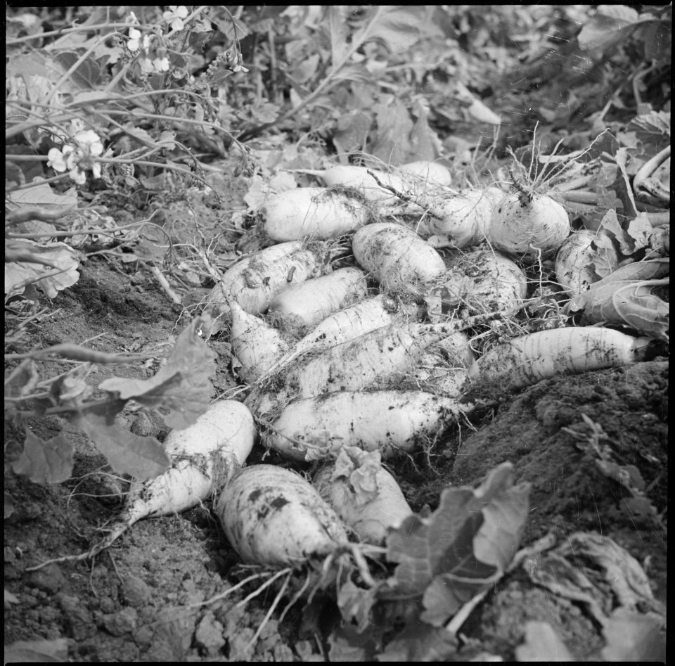 Tule Lake Relocation Center, Newell, California. A view of turnips lying in the field where evacuee . . . - NARA - 538304