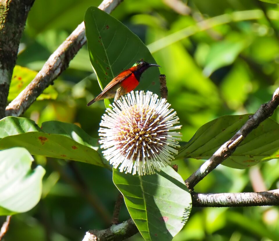 Outdoors tree flower