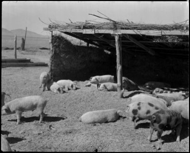 Topaz, Utah. A view of the hog farm, where evacuee workers raise all the pork which is used by the . . . - NARA - 536980 photo