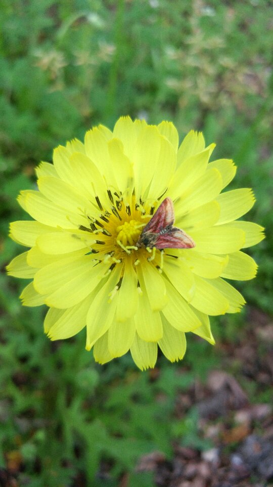 Summer color petal