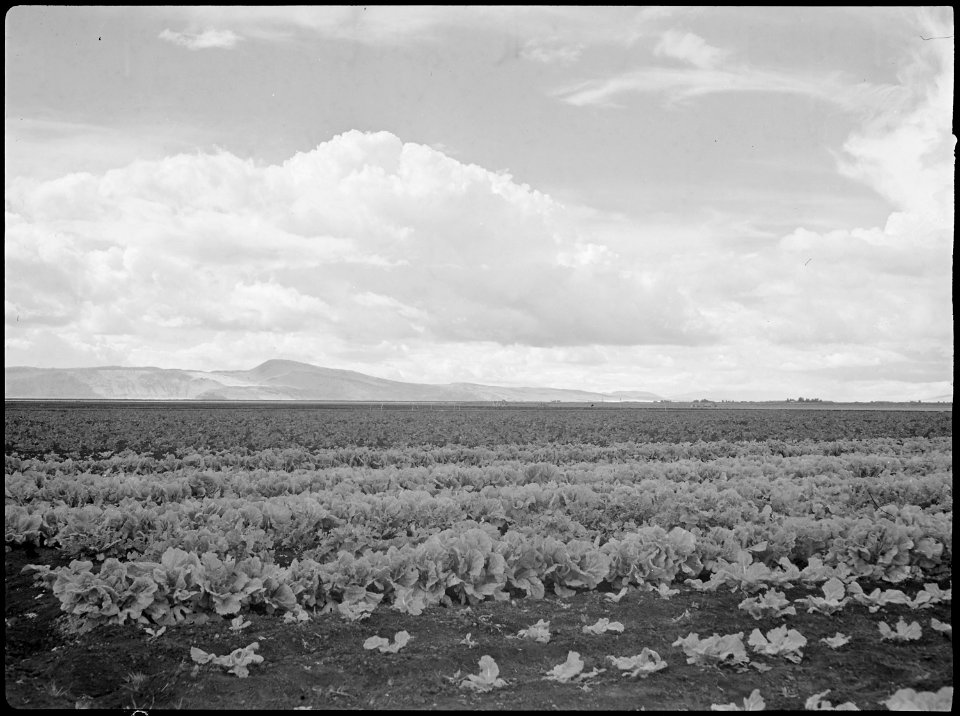 Tule Lake Relocation Center, Newell, California. A view of the farm at this relocation center, show . . . - NARA - 538373