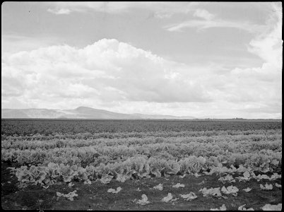 Tule Lake Relocation Center, Newell, California. A view of the farm at this relocation center, show . . . - NARA - 538373