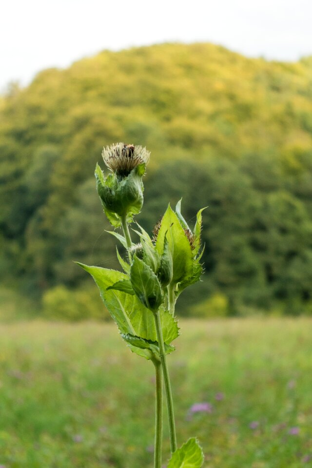 Grass flowers green