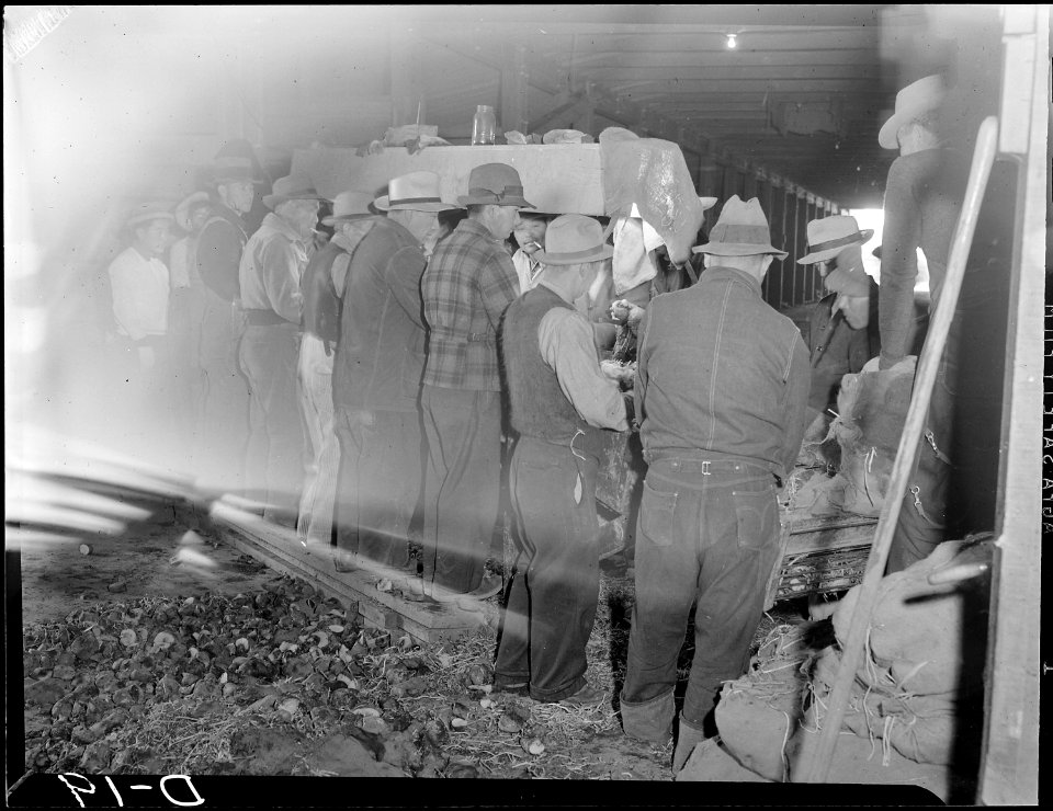 Tule Lake Relocation Center, Newell, California. A view showing evacuee farmers cutting seed potato . . . - NARA - 538218