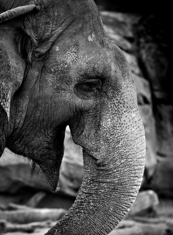 Black and white portrait african