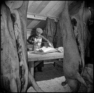 Tule Lake Relocation Center, Newell, California. A view in the slaughter house and butcher shop. H . . . - NARA - 536907 photo