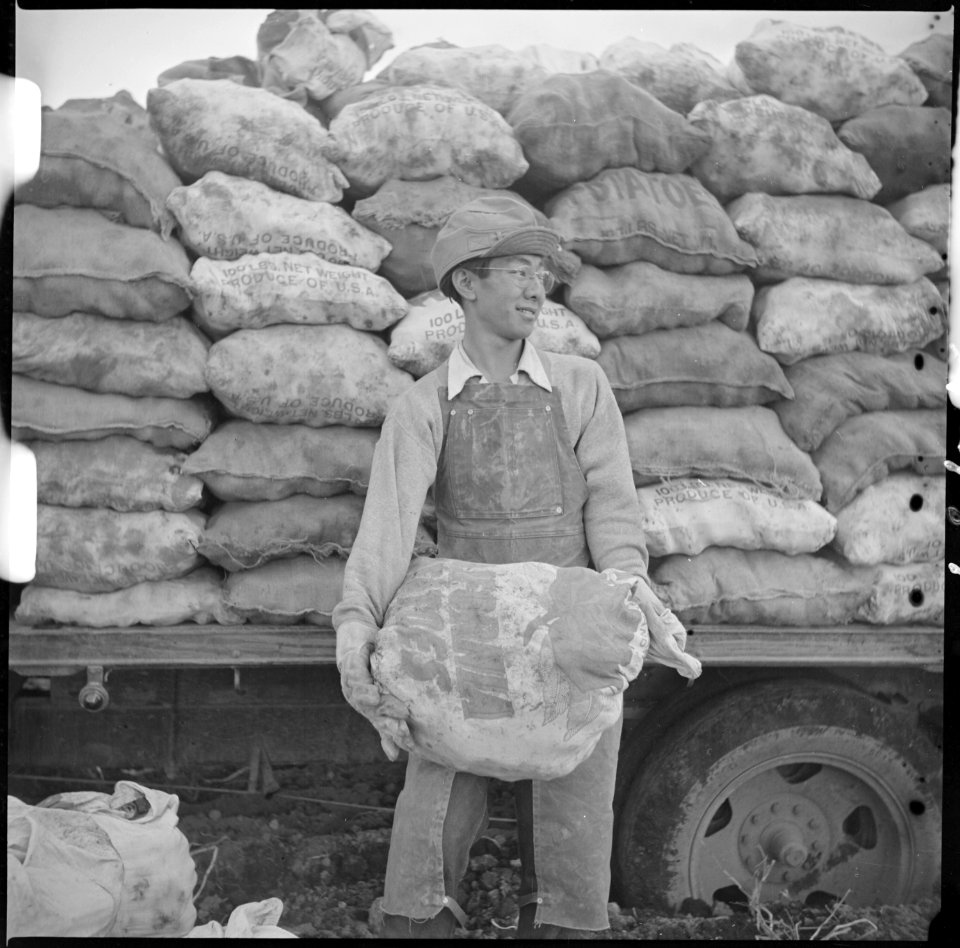 Tule Lake Relocation Center, Newell, California. An evacuee farmer ready to put a sack of newly dug . . . - NARA - 536387