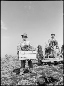 Tule Lake Relocation Center, Newell, California. An evacuee is shown with a crate of spinach. His . . . - NARA - 538387