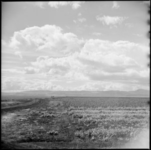 Tule Lake Relocation Center, Newell, California. A view of the farm at this relocation center, show . . . - NARA - 538353