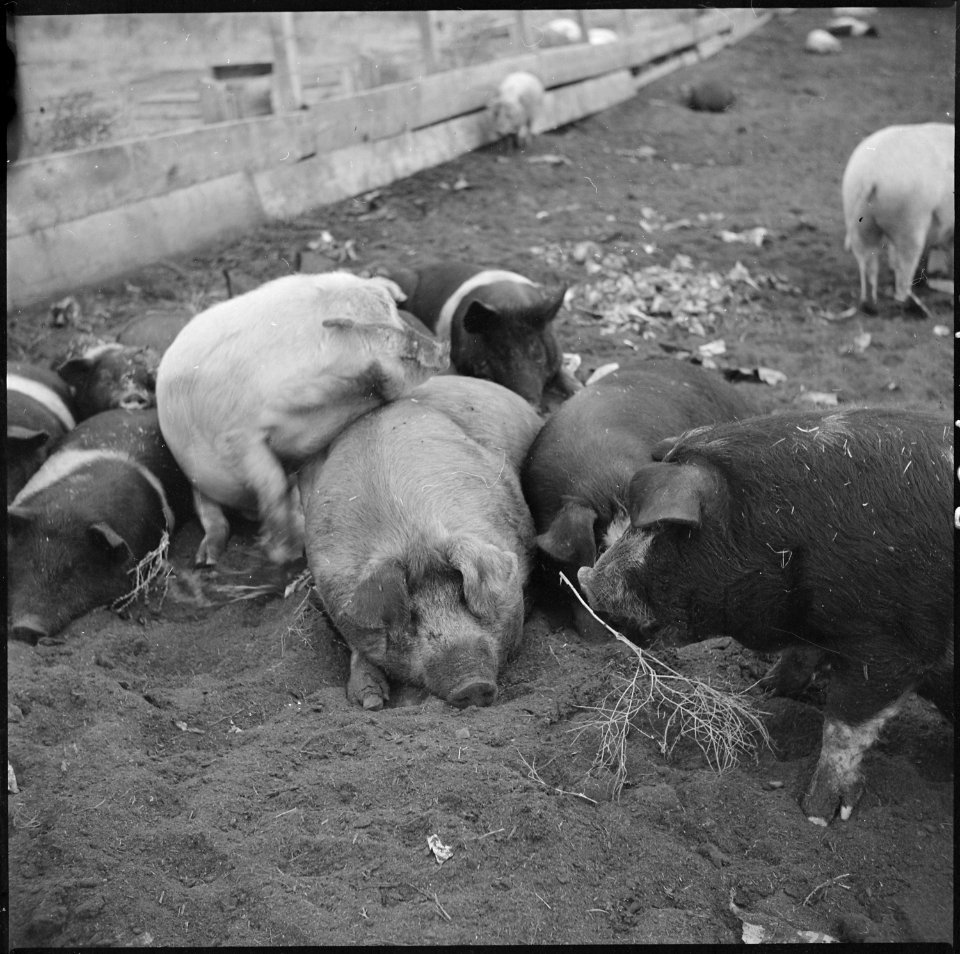 Tule Lake Relocation Center, Newell, California. A view of the hogs at the temporary hog farm. - NARA - 536366