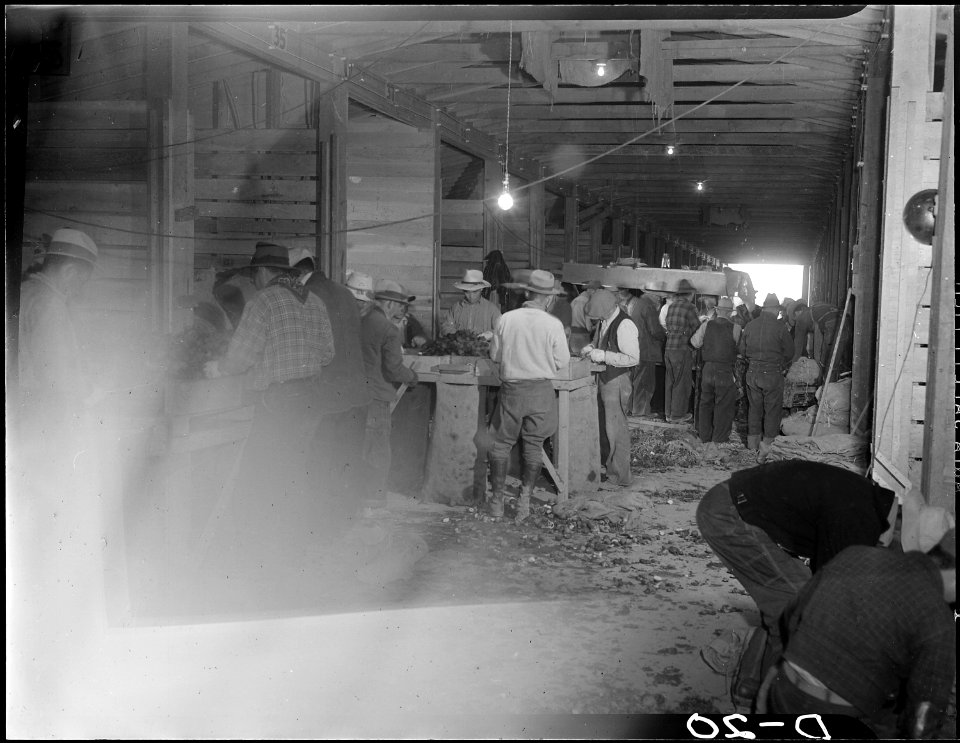 Tule Lake Relocation Center, Newell, California. A view showing evacuee farmers cutting seed potoat . . . - NARA - 538219