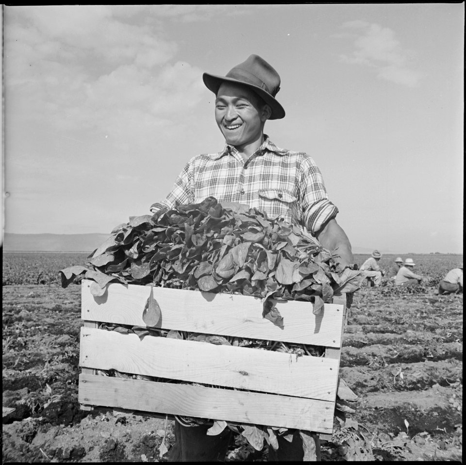 Tule Lake Relocation Center, Newell, California. An evacuee is shown with a crate of spinach. his . . . - NARA - 538314