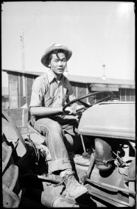 Tule Lake Relocation Center, Newell, California. Close up of tractor and driver. - NARA - 539432