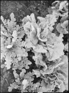 Tule Lake Relocation Center, Newell, California. A view showing the tremendous size of the lettuce . . . - NARA - 538381 photo