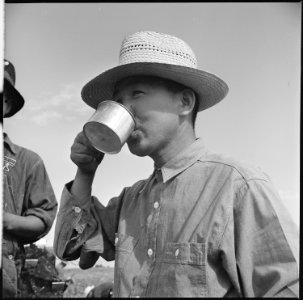 Tule Lake Relocation Center, Newell, California. An evacuee farmer takes time out from harvesting s . . . - NARA - 538315